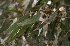 Eucalyptus rubida