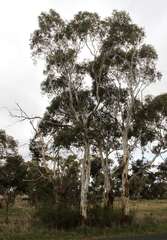 Eucalyptus rubida