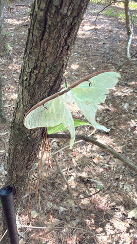 Actias luna photograph by the iNaturalist community