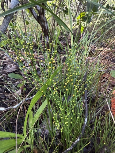 Psilotum nudum observed 2026-10-28