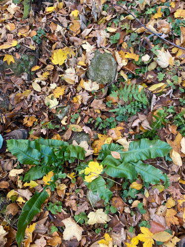 Asplenium observed 2026-10-28