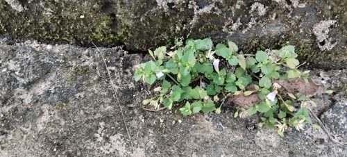Torenia crustacea observed 2026-10-28