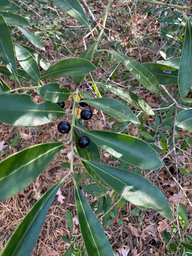 Ilex observed 2026-10-28