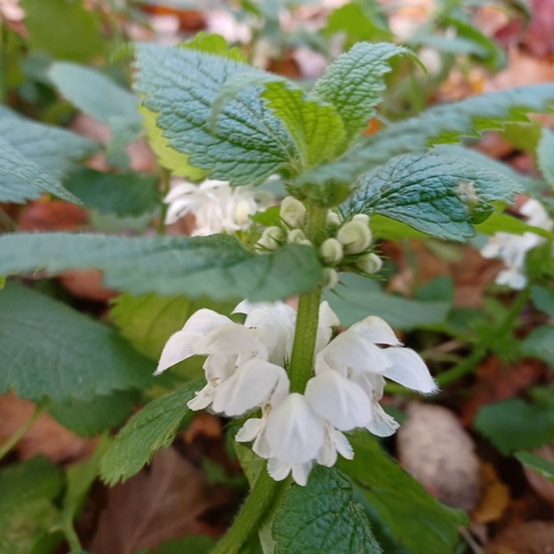 Lamium album observed 2026-10-28