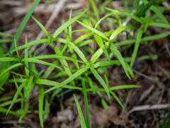 Veronica scutellata