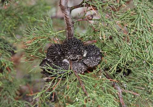 Image of Callitris verrucosa by (c) Russell Best, some rights reserved (CC BY)