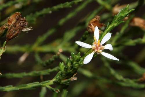 Image of Olearia passerinoides by (c) Russell Best, some rights reserved (CC BY)