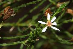 Olearia passerinoides