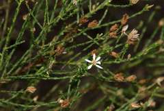 Olearia passerinoides
