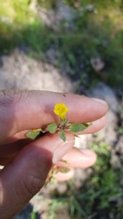 Erythranthe pulsiferae