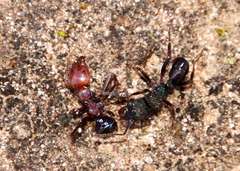 Iridomyrmex agilis