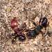 Agile Tyrant Ant - Photo (c) Russell Best, some rights reserved (CC BY), uploaded by Russell Best