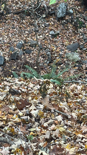 Polystichum observed 2026-10-28