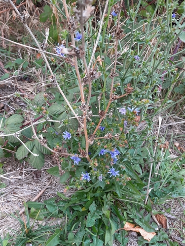 Cichorium intybus observed 2026-10-28