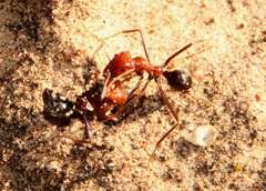 Iridomyrmex agilis