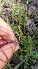 Erythranthe pulsiferae