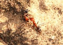 Iridomyrmex agilis