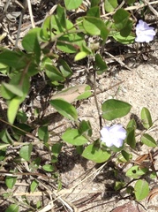 Evolvulus convolvuloides