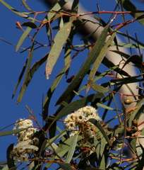 Eucalyptus gracilis