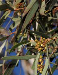 Eucalyptus gracilis
