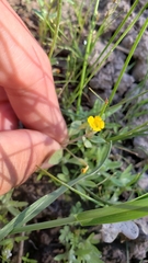 Erythranthe pulsiferae