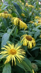 Inula