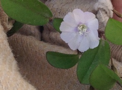 Evolvulus convolvuloides