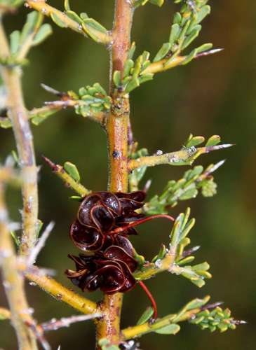 Image of Acacia acanthoclada by (c) Russell Best, some rights reserved (CC BY)