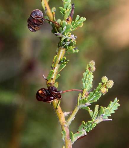 Image of Acacia acanthoclada by (c) Russell Best, some rights reserved (CC BY)