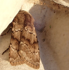 Agrotis cinerea