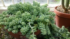 Sedum burrito