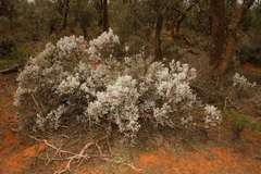 Cratystylis conocephala