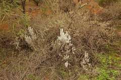 Cratystylis conocephala