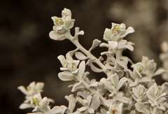 Cratystylis conocephala