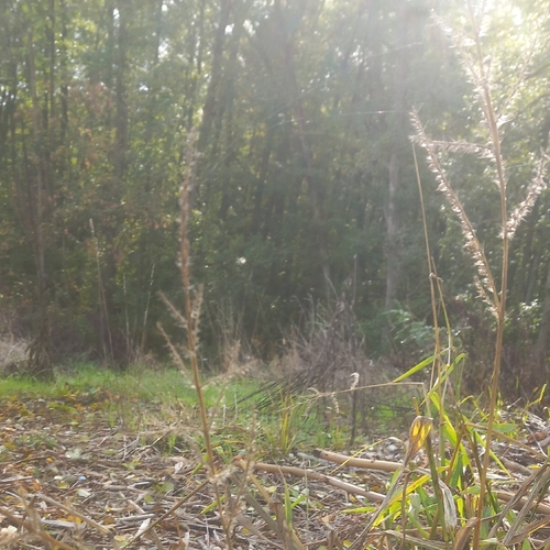 Echinochloa crus-galli observed 2026-10-28