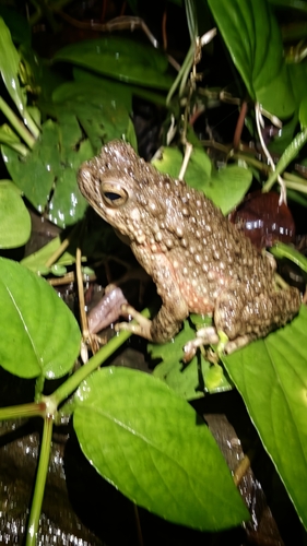 Bufo observed 2026-10-28