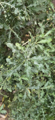 Cirsium arvense observed 2026-10-28