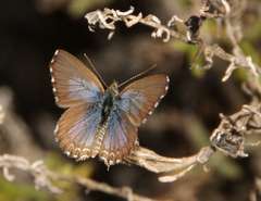 Theclinesthes serpentata serpentata