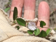 Evolvulus convolvuloides