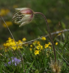 Pulsatilla vernalis