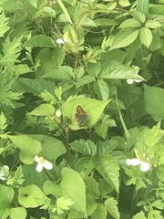 Lycaena phlaeas daimio