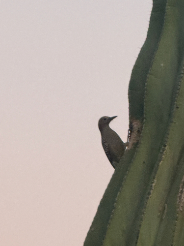 Melanerpes uropygialis, 2026-10-27