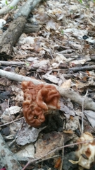 Gyromitra korfii