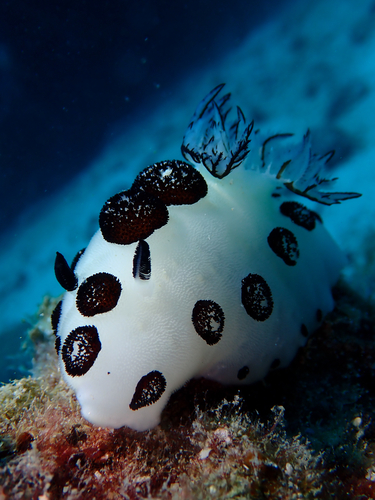 Jorunna funebris observed 2026-10-27