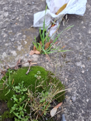 Eragrostis pilosa observed 2026-10-28