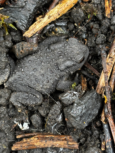 Bufo observed 2026-10-28