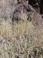 Hilaria rigida