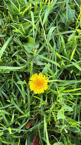 Taraxacum observed 2026-10-28