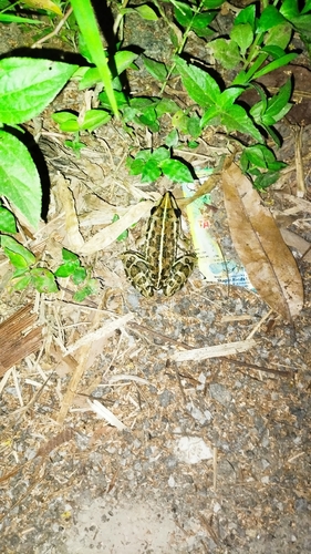 Bufo observed 2026-10-28