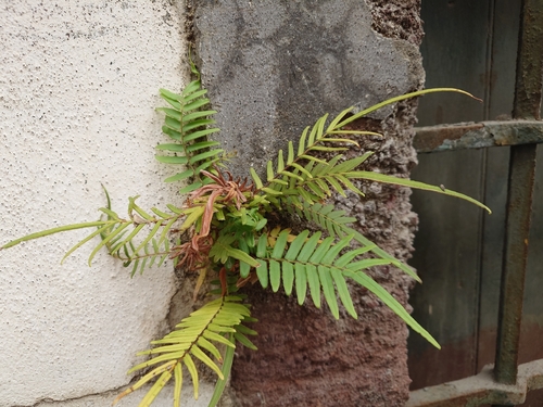Pteris vittata observed 2026-10-28